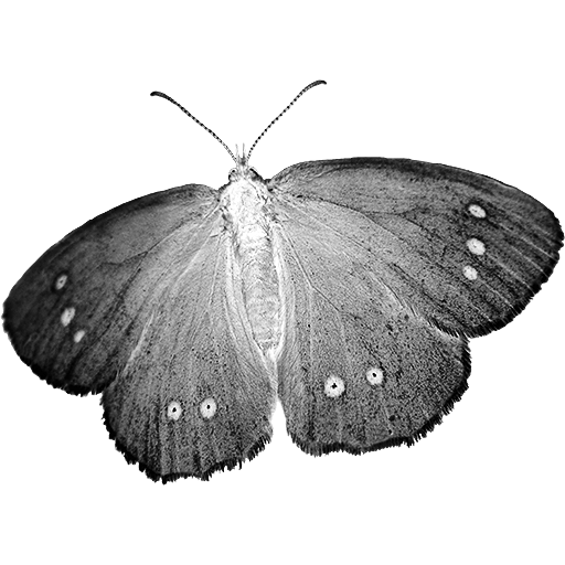 Dark moth