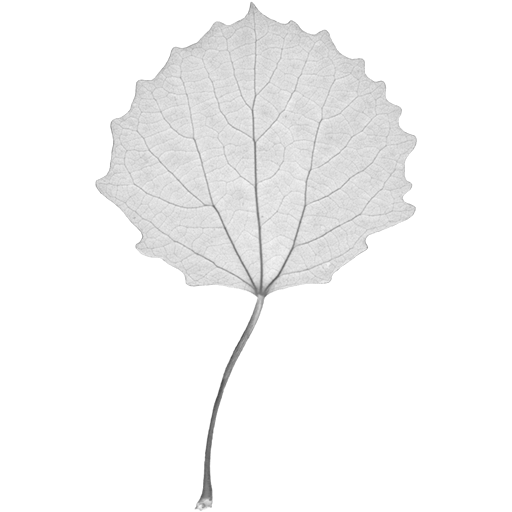 Leaf alder