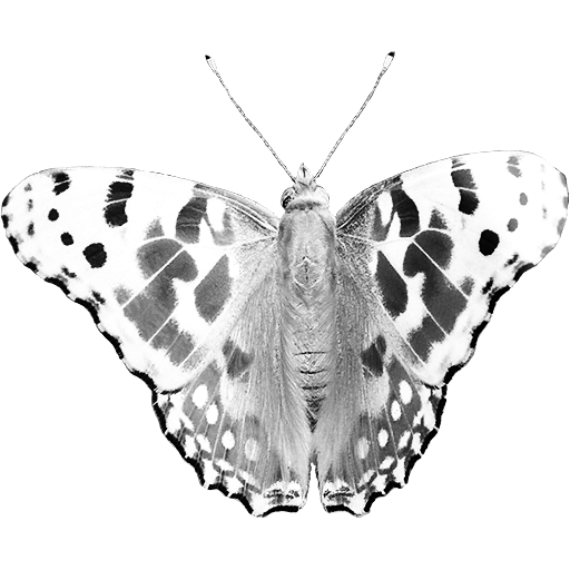 Spotted butterfly