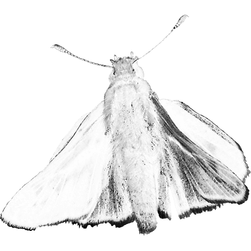 Super moth